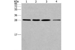 Western Blot analysis of Hela cell and Human fetal liver tissue, A549 and 293T cell using ERP29 Polyclonal Antibody at dilution of 1:200 (ERP29 Antikörper)