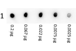 Image no. 1 for anti-Streptavidin antibody (ABIN964708) (Streptavidin Antikörper)