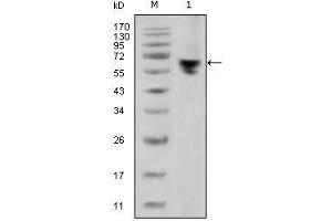 Western Blot showing human IgG (Fc specific) antibody used against human serum (1). (Maus anti-Human IgG (Fc Region) Antikörper)