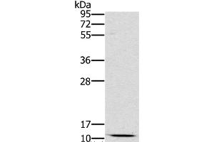 Western Blot analysis of Mouse kidney tissue using SCGB2A1 Polyclonal Antibody at dilution of 1:800 (SCGB2A1 Antikörper)