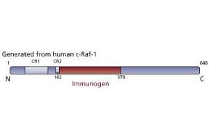 Image no. 1 for anti-C-Raf-1 (AA 162-378) antibody (ABIN967783) (C-Raf-1 (AA 162-378) Antikörper)