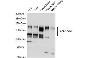 Western blot analysis of extracts of various cell lines, using CD1 antibody (ABIN7266009) at 1:1000 dilution. (CACNA2D1 Antikörper  (AA 550-800))