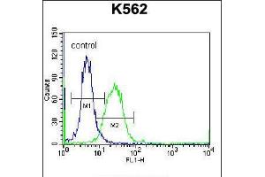 Flow cytometric analysis of K562 cells (right histogram) compared to a negative control cell (left histogram). (DOC2A Antikörper  (AA 277-306))