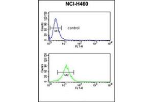 Flow Cytometric analysis of NCI-H460 cells using SDR Antibody (Center) Cat. (SDPR Antikörper  (Middle Region))