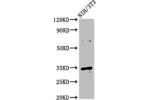 Western Blot Positive WB detected in: NIH/3T3 whole cell lysate All lanes: CCND2 antibody at 2. (Cyclin D2 Antikörper  (AA 1-289))