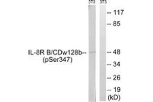Western blot analysis of extracts from NIH-3T3 cells treated with PMA 125ng/ml 30', using IL-8R beta/CDw128 beta (Phospho-Ser347) Antibody. (CXCR2 Antikörper  (pSer347))