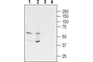 Western blot analysis of rat eye (lanes 1 and 3) and  (lanes 2 and 4):1,2.