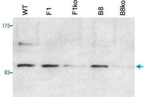 E14TG2A (mouse embryonic stem cells) were transfected with a conditional allele of PHF8. (PHF8 Antikörper)