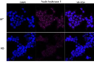 Immunocytochemical staining of HeLa cells using Nudix hydrolase 1 antibody (ABIN7799687), 1:1,000), Top panel: wild-type (WT), Bottom panal: Nudix hydrolase 1 shRNA knockdown (KD).