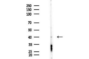 anti-Histamine Receptor H2 (HRH2) (Internal Region) antibody
