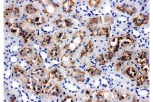 IHC-P: AQP1 antibody testing of rat kidney tissue