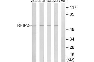 Western blot analysis of extracts from A549 cells, COLO cells, HUVEC cells and MCF-7 cells, using RAB11FIP2 antibody. (RAB11FIP2 Antikörper  (Internal Region))