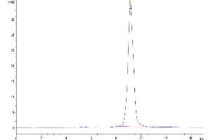 The purity of Human AMCase/CHIA is greater than 95 % as determined by SEC-HPLC.