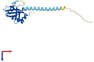 CBFB Protein (AA 1-187) (His tag)