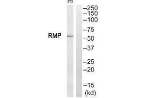 Western blot analysis of extracts from NIH/3T3 cells, using RMP antibody.