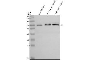 Western blot analysis of SF1 using anti-SF1 antibody (AZA0A0R4IBT0).