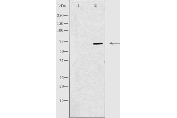 RPAP2 Antikörper  (Internal Region)