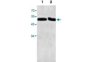 Western blot analysis of human fetal liver (Lane 1) and fetal testis (Lane 2) lysate with ACTL7A polyclonal antibody  at 1 : 500 dilution. (Actin-Like 7A Antikörper  (AA 42-283))