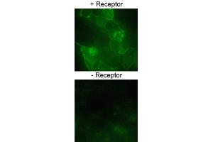 Immmunofluorscent staining of HEK293 cells over-expressing SLC2A1 or a nono-specific control receptor using SLC2A1 polyclonal antibody  at 1:200 dilution. (GLUT1 Antikörper)