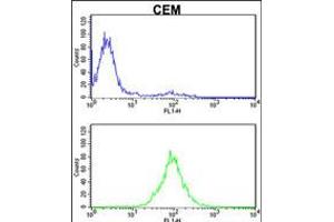 Flow cytometric analysis of CEM cells (bottom histogram) compared to a negative control cell (top histogram). (KPNB1 Antikörper  (N-Term))