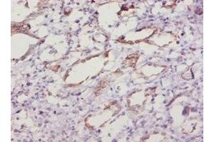 Immunohistochemistry of paraffin-embedded human kidney tissue using ABIN7177879 at dilution of 1:10 (SOD1 Antikörper  (AA 2-154))