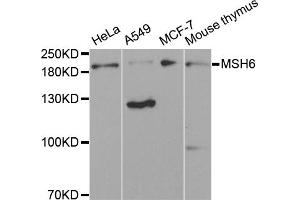 Western blot analysis of extracts of various cell lines, using MSH6 antibody (ABIN1873754) at 1:300 dilution. (MSH6 Antikörper)