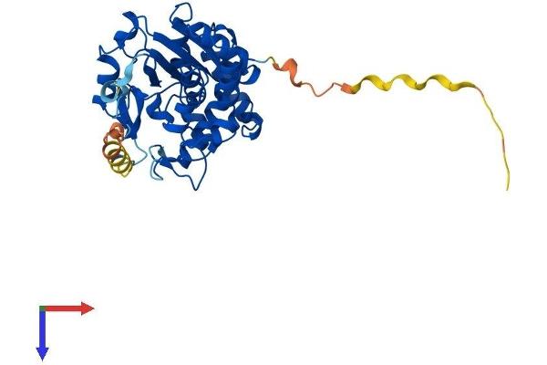SULT2B1 Protein (AA 1-338) (His tag)