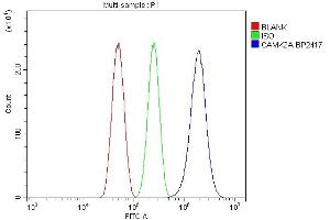 Flow Cytometry analysis of U87 cells using anti-CaMKII alpha/CAMK2A antibody (ABIN7599429).