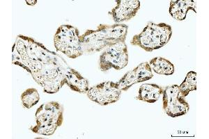 IHC analysis of 53BP1/TP53BP1 using anti-53BP1/TP53BP1 antibody (ABIN7599869). (TP53BP1 Antikörper  (AA 1239-1972))