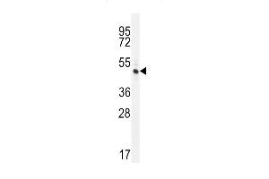 RINL Antibody (N-term) (ABIN656038 and ABIN2845410) western blot analysis in HL-60 cell line lysates (35 μg/lane). (RINL Antikörper  (N-Term))