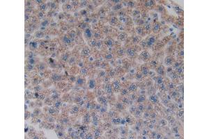 IHC-P analysis of liver tissue, with DAB staining. (FOS Antikörper  (AA 6-240))