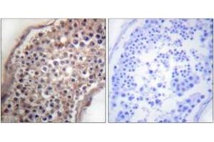 Immunohistochemistry analysis of paraffin-embedded human testis tissue, using EFNB1/2 (Ab-330) Antibody. (EFNB1/2 (AA 284-333) Antikörper)
