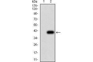 Western blot analysis using CIRBP mAb against HEK293 (1) and CIRBP (AA: 1-90)-hIgGFc transfected HEK293 (2) cell lysate. (CIRBP Antikörper  (AA 1-90))