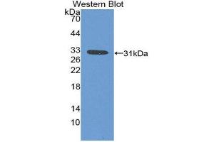 Western Blotting (WB) image for anti-Ficolin (Collagen/fibrinogen Domain Containing) 1 (FCN1) (AA 25-279) antibody (ABIN1862480) (FCN1 Antikörper  (AA 25-279))