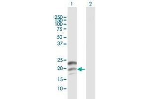Western Blot analysis of CGB expression in transfected 293T cell line by CGB MaxPab polyclonal antibody.