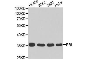 Western blot analysis of extracts of various cell lines, using PRL antibody (ABIN5970789) at 1/1000 dilution. (Prolactin Antikörper)