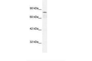 Image no. 1 for anti-Collectin Sub-Family Member 12 (COLEC12) (AA 103-152) antibody (ABIN6735821)