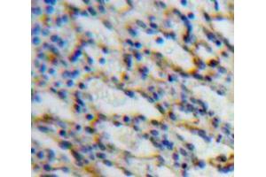 Used in DAB staining on fromalin fixed paraffin-embedded Spleen tissue (SIGLEC5 Antikörper  (AA 147-335))
