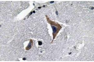 Immunohistochemistry analysis of Neurophysin I Antibody in paraffin-embedded Human brain tissue. (OXT Antikörper)