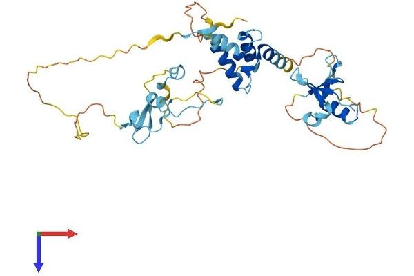 CD2BP2 Protein (AA 1-342) (His tag)