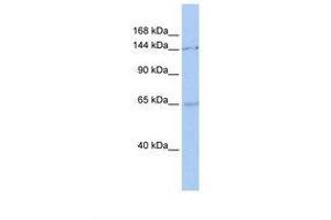 Image no. 1 for anti-Structural Maintenance of Chromosomes 1A (SMC1A) (C-Term) antibody (ABIN6737852) (SMC1A Antikörper  (C-Term))