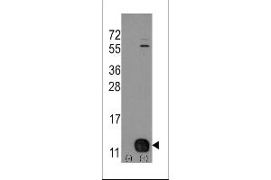 Western blot analysis of PHPT1 (arrow) using rabbit polyclonal PHPT1 Antibody (Human N-term). (PHPT1 Antikörper  (N-Term))