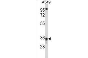 Western Blotting (WB) image for anti-Coiled-Coil Domain Containing 50 (CCDC50) antibody (ABIN2997838) (CCDC50 Antikörper)
