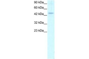 Western Blotting (WB) image for anti-Calreticulin (CALR) antibody (ABIN2460176) (Calreticulin Antikörper)