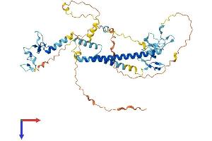 KANSL2 Protein (AA 1-486) (His tag)