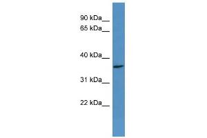 WB Suggested Anti-OR2H2 Antibody Titration: 0. (OR2H2 Antikörper  (C-Term))