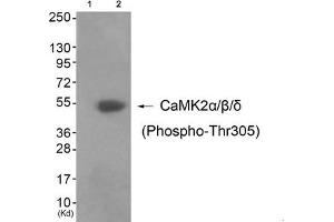 Western blot analysis of extracts from 3T3 cells (Lane 2), using CaMK2α/β/δ (Phospho-Thr305) Antibody. (CAMK2A Antikörper  (pThr305))