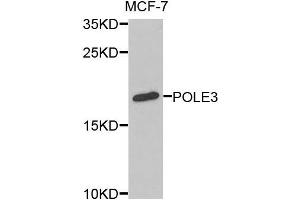 Western blot analysis of extracts of MCF-7 cells, using POLE3 antibody. (POLE3 Antikörper)