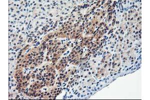 Image no. 9 for anti-NIF3 NGG1 Interacting Factor 3-Like 1 (NIF3L1) antibody (ABIN1496615) (NIF3L1 Antikörper)