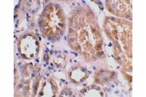 Immunohistochemical staining of human kidney tissue using Bnip3L antibody at 2μg/ml. (BNIP3L/NIX Antikörper  (AA 77-92))